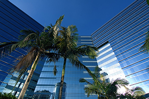View of high-rise commercial buildings with palm trees in the foreground